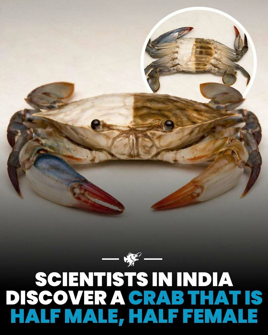 Close-up of a crab showing half male and half female features