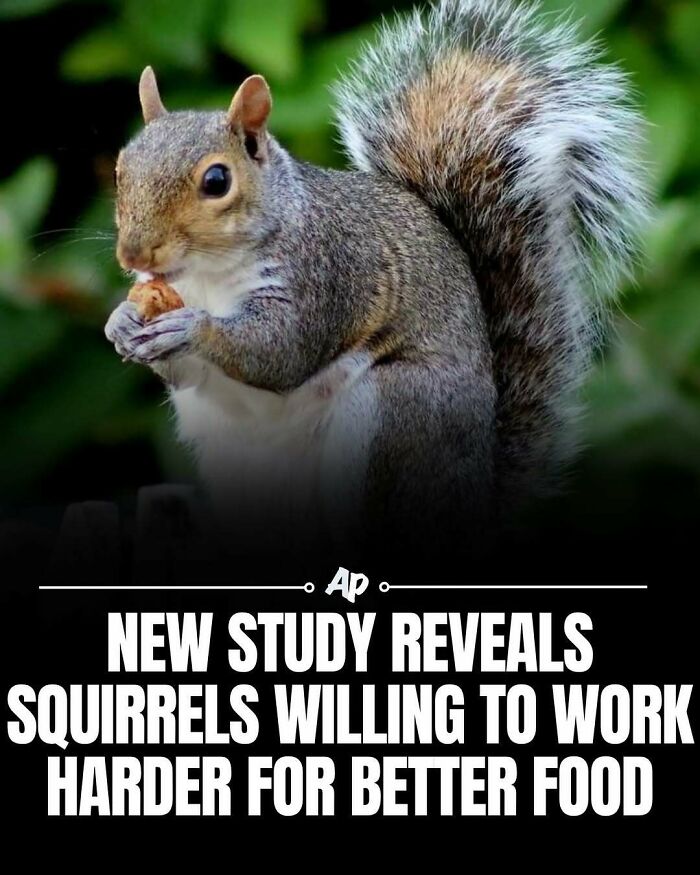 Study shows squirrels willing to work harder for better food holding a nut