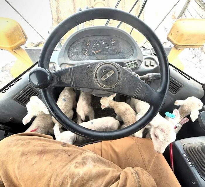View of lambs crowded at feet of tractor driver in cursed image