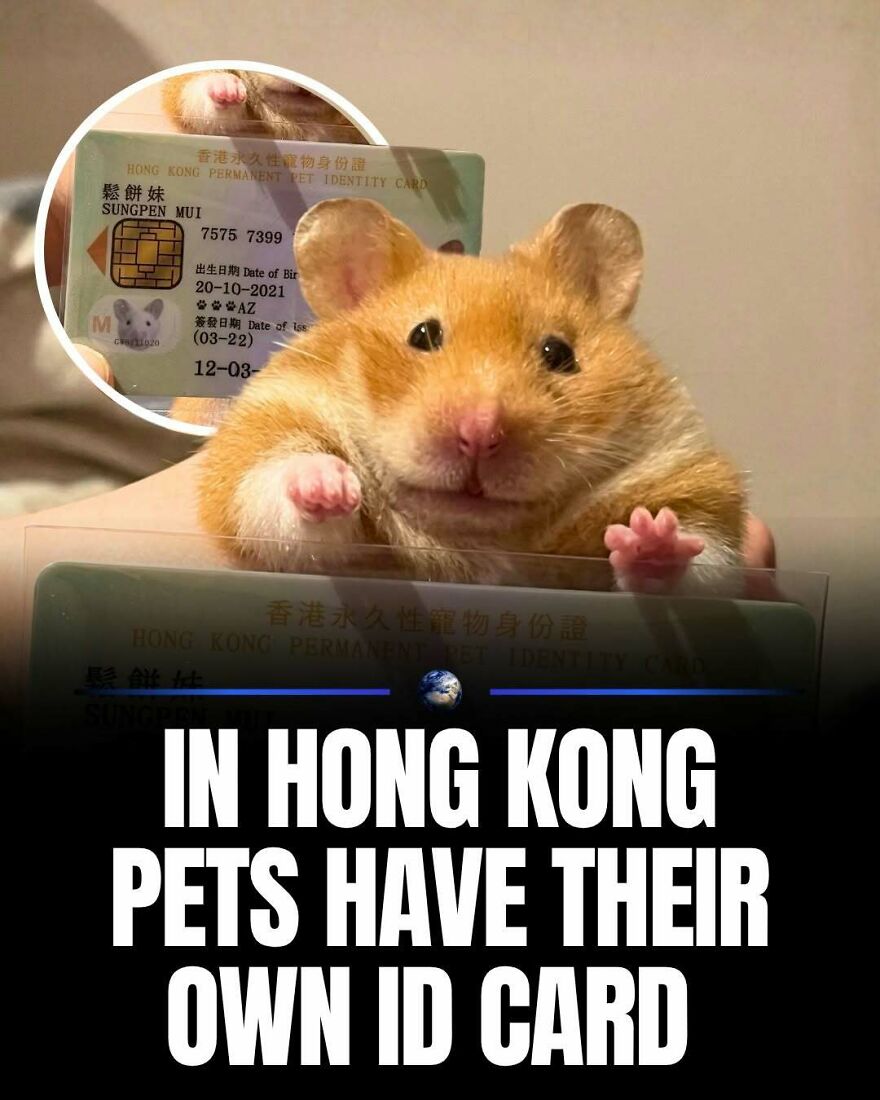 A hamster with a Hong Kong pet ID card, a detail about humanity and our planet's animal welfare.