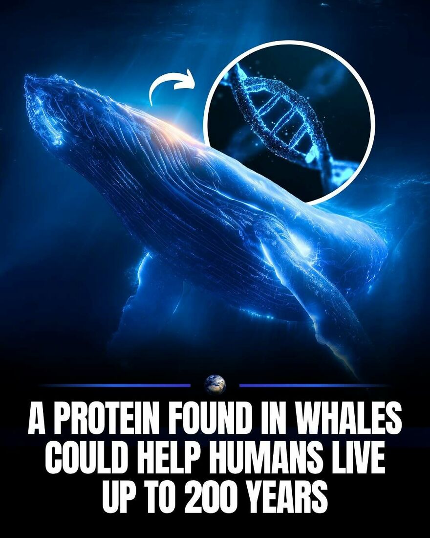 A blue whale swimming in the ocean with a DNA helix, exploring humanity and our planet's secrets for longevity.
