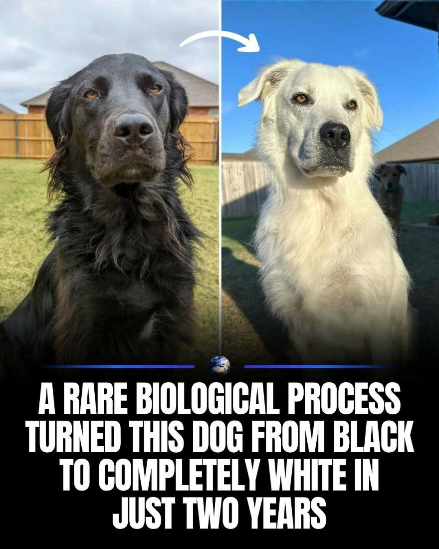 A dog transformed from black to white, a rare biological process affecting humanity and our planet.