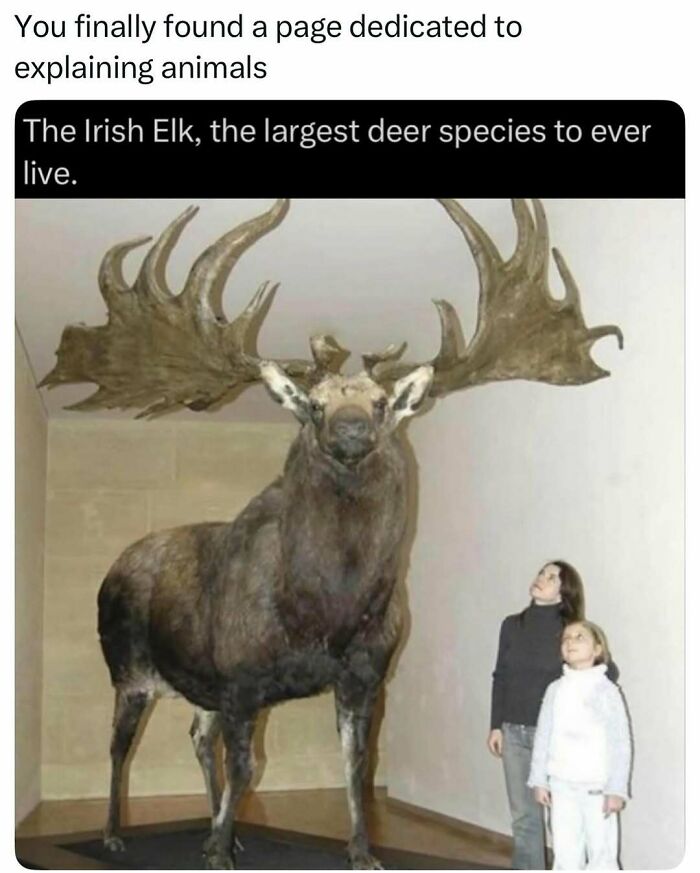 Massive Irish Elk statue next to two humans showing largest deer species ever lived