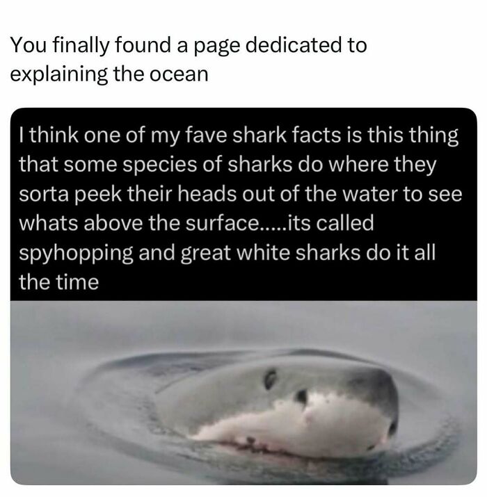 Interesting facts: Great white shark spyhopping out of the water.