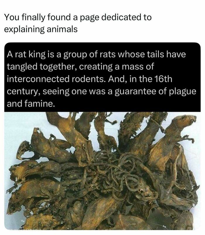 A group of rats with tangled tails known as a rat king displayed on a surface