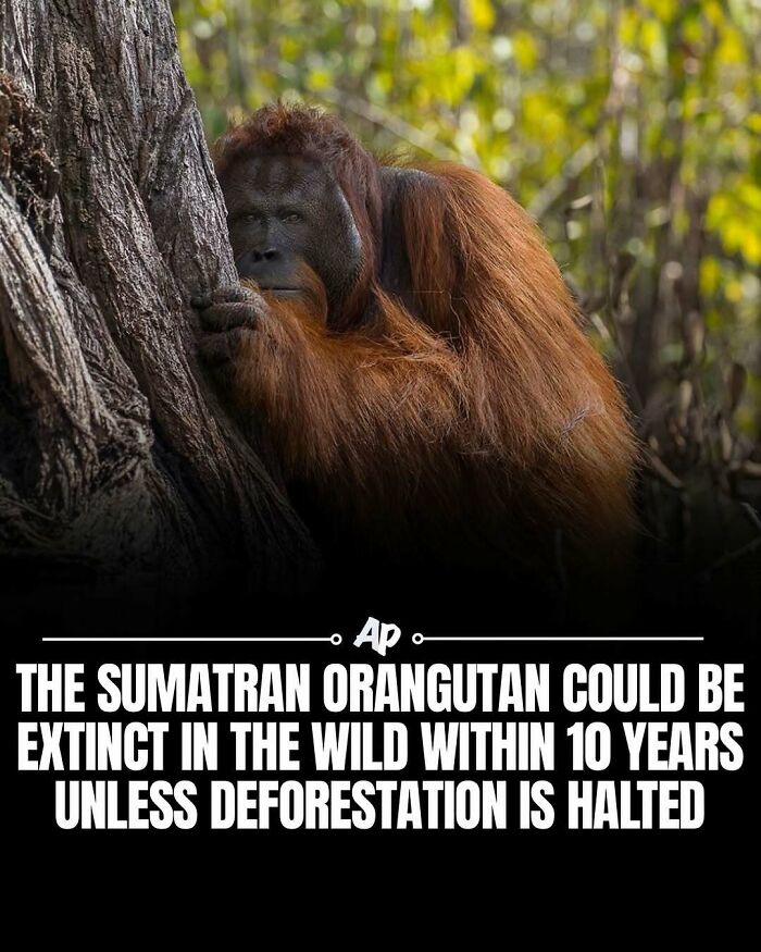 Saddened Sumatran orangutan next to tree facing deforestation threat