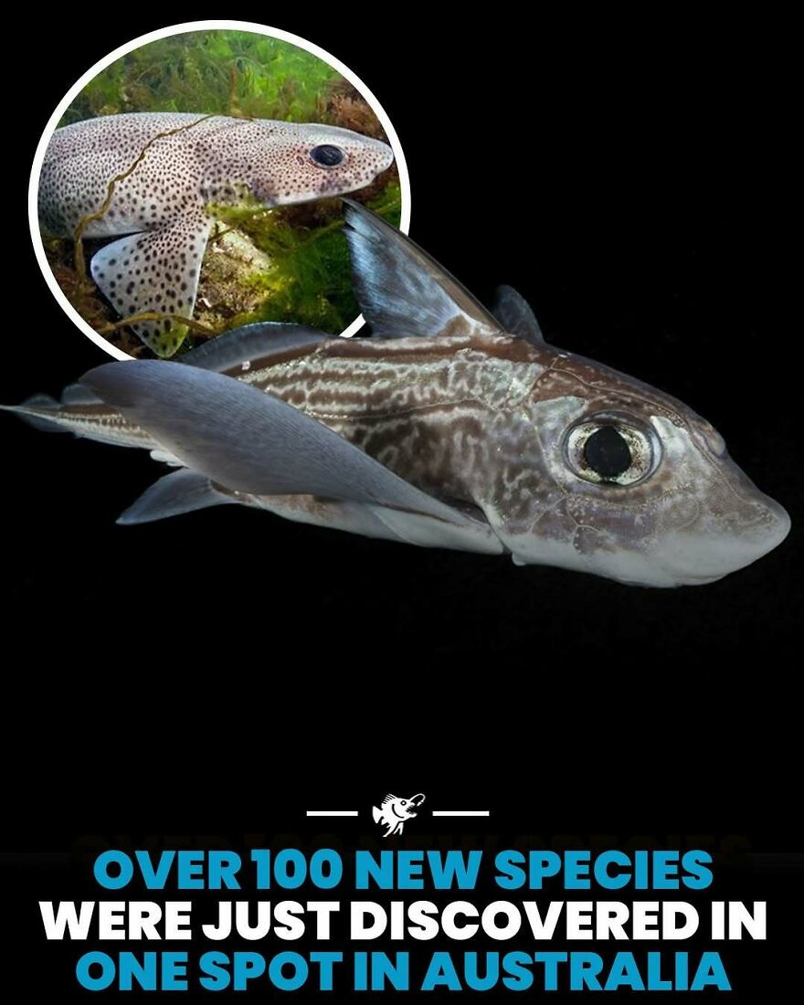 Over 100 new deep ocean species discovered in one spot in Australia with fish images