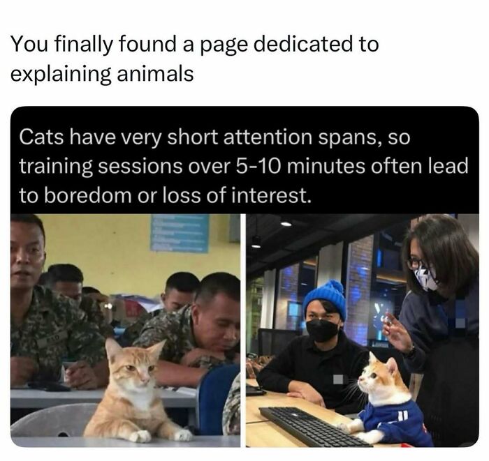 Cats with short attention spans during training sessions causing boredom