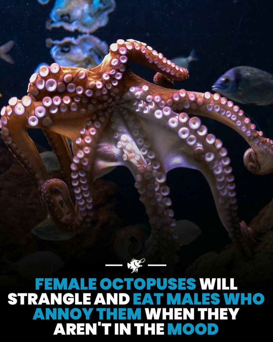 Female octopuses strangling and eating males who annoy them with underwater closeup