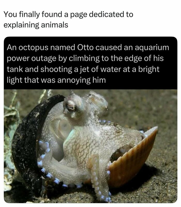 Octopus Otto causes aquarium power outage by shooting water at light