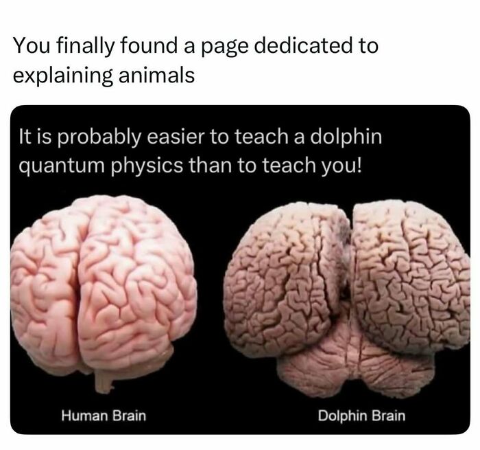 Comparison of human brain and dolphin brain showing animal intelligence