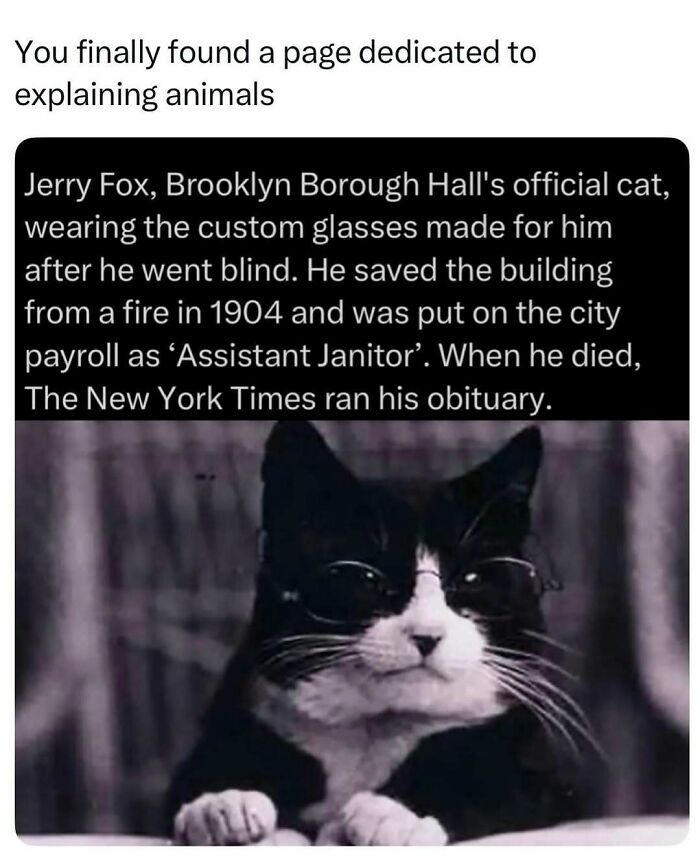 Jerry Fox cat in glasses saved Brooklyn Hall from fire