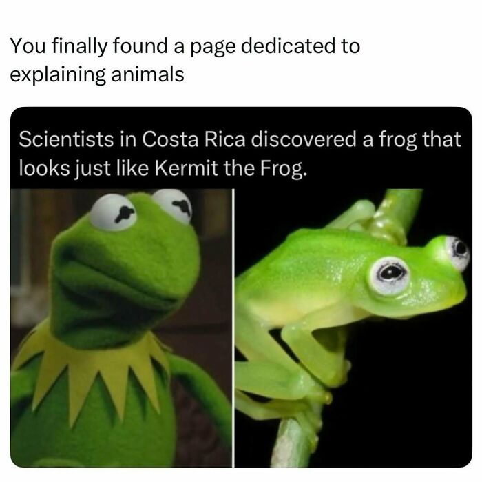 Scientists discovered a frog in Costa Rica resembling Kermit the Frog