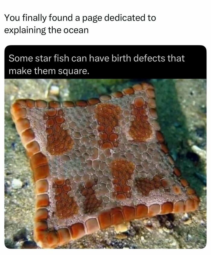 Interesting facts: A square starfish with a birth defect on the ocean floor.