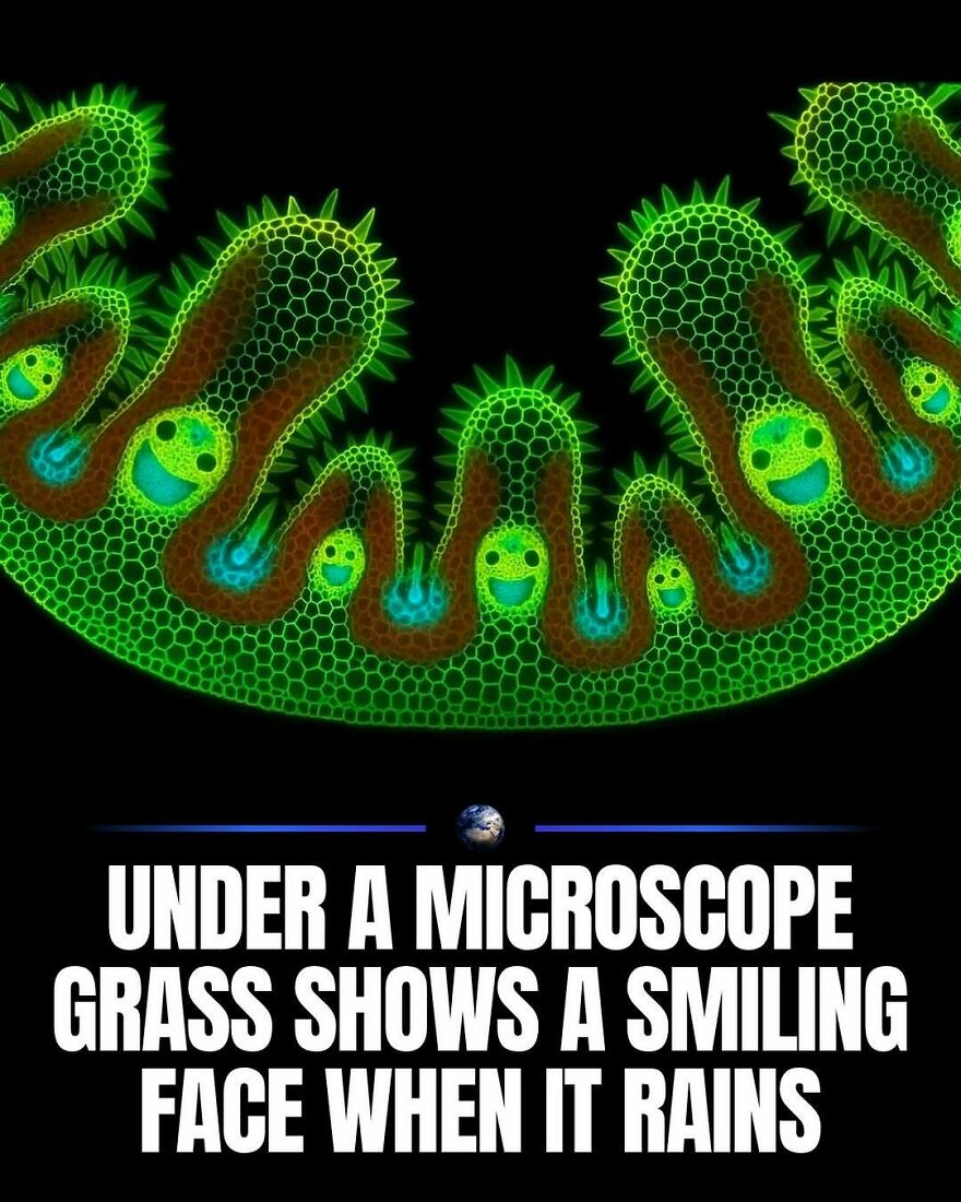 Microscopic view of grass showing smiling faces when it rains. Posts about humanity and our planet.