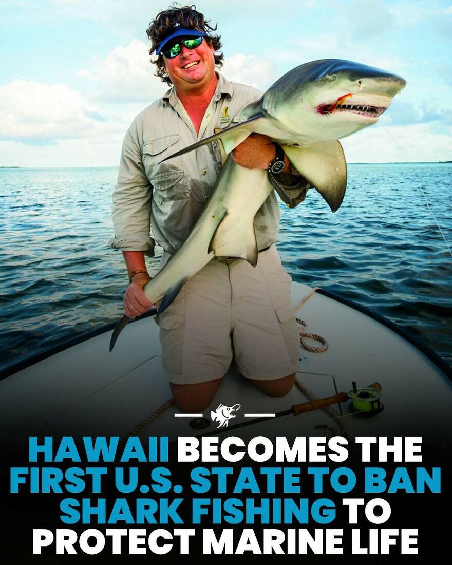 Man holding shark on boat as Hawaii bans shark fishing to protect marine life