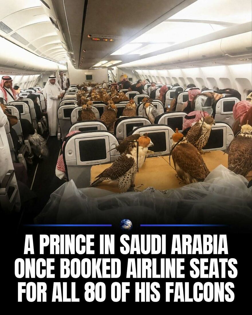 A Saudi Arabian prince booked airline seats for his 80 falcons, showcasing humanity's unique relationship with animals.