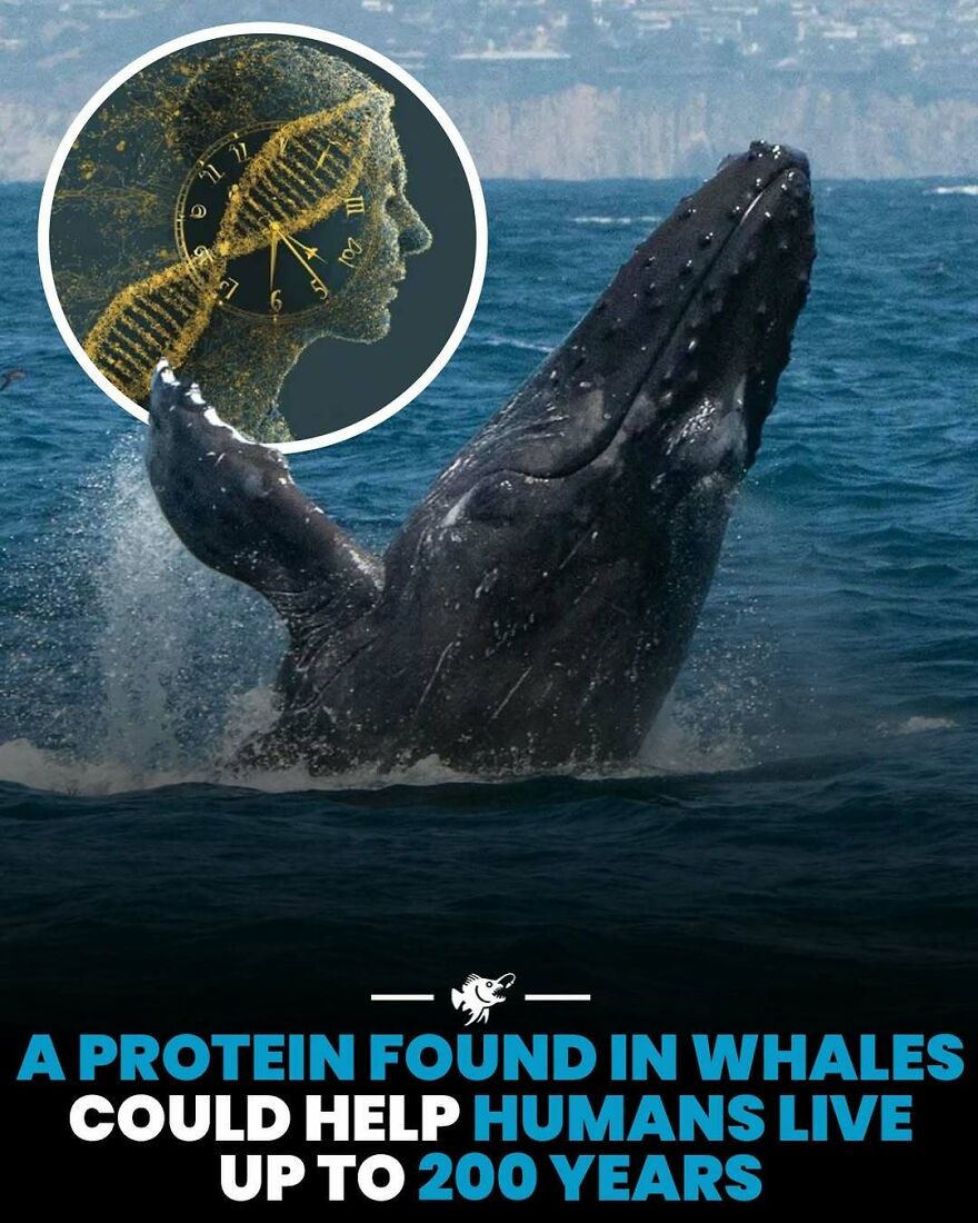 Whale protein study suggests potential to help humans live up to 200 years