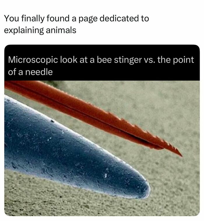 Microscopic view comparing a bee stinger to a needle tip