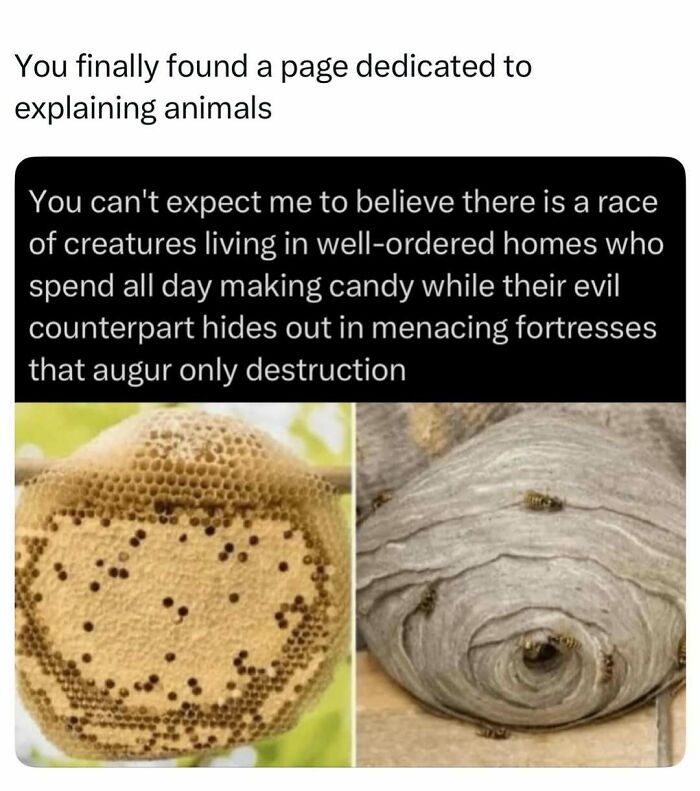 Beehive and wasp nest showing creatures making orderly homes and menacing fortresses