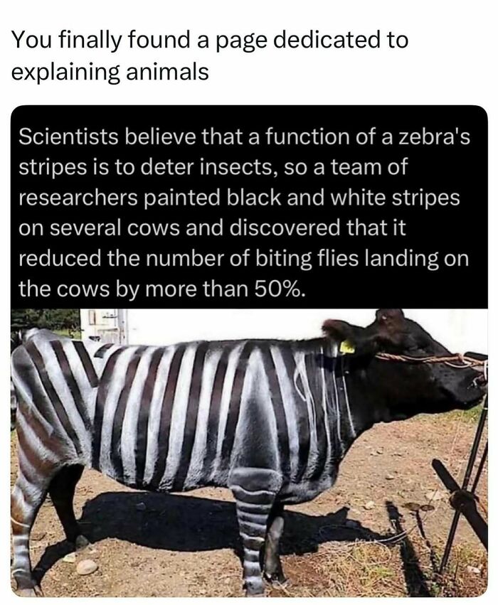 Cow painted with zebra stripes to deter insects reducing biting flies by over 50 percent