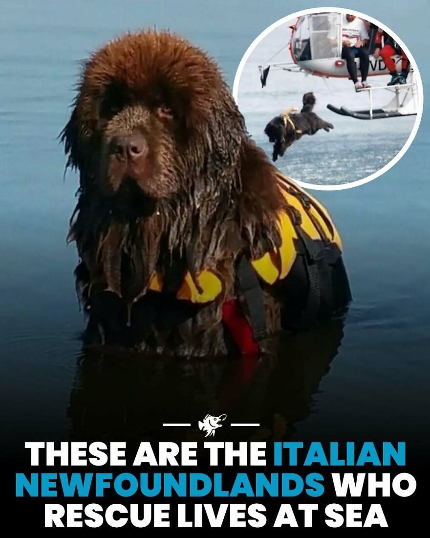 Italian Newfoundlands dogs in life jackets trained to rescue lives at sea