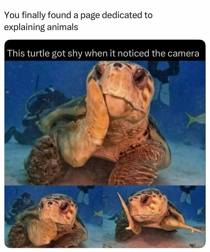 Turtle underwater appearing shy near scuba divers noticing the camera
