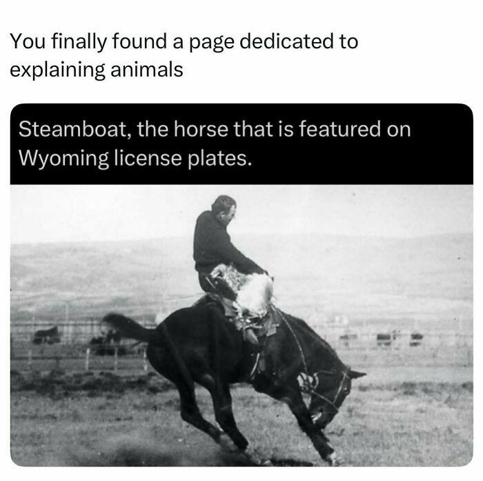 Historic black and white photo of Steamboat horse featured on Wyoming license plates
