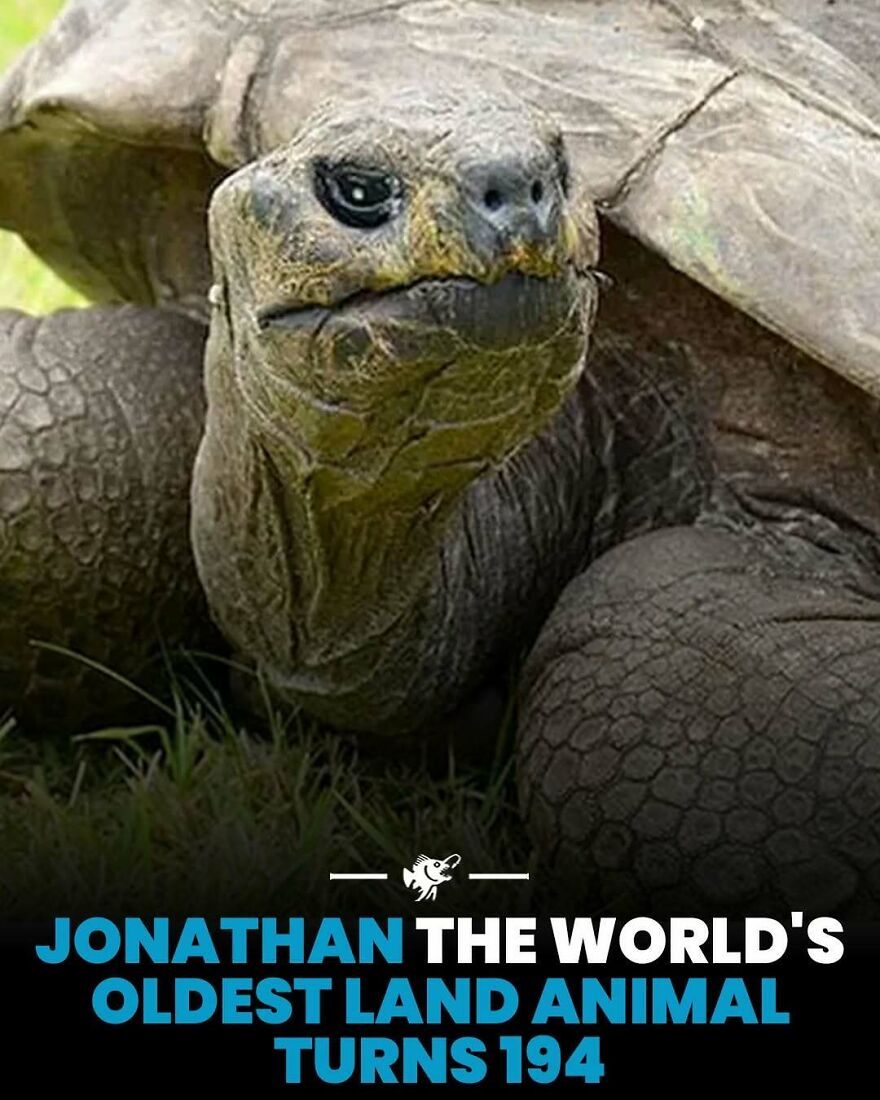 Jonathan the giant tortoise is the world's oldest land animal at 194 years old