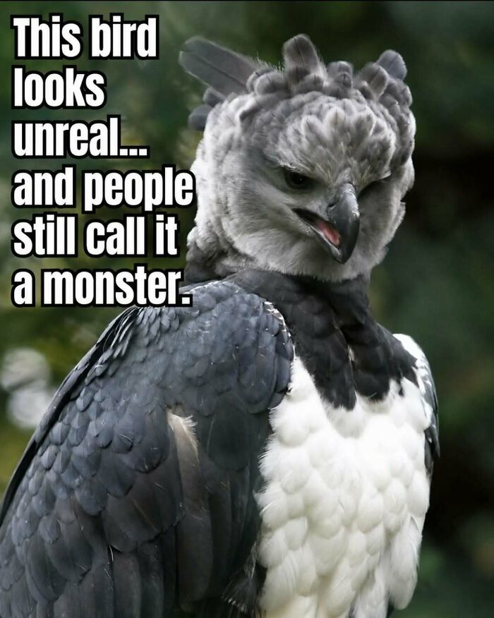 A majestic harpy eagle, a surprising animal, with striking grey and white feathers, looking intently.