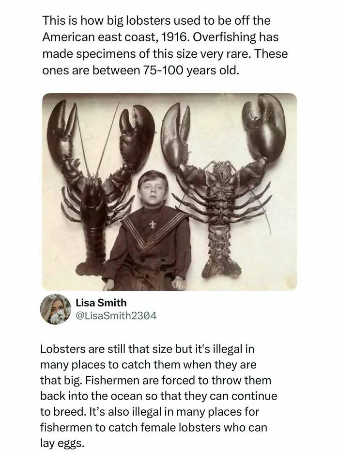 Historic image of giant lobsters off American east coast in 1916