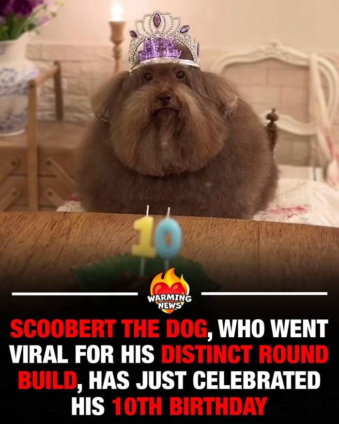 A fluffy dog wearing a birthday crown, celebrating its 10th birthday, a soul-healing picture.