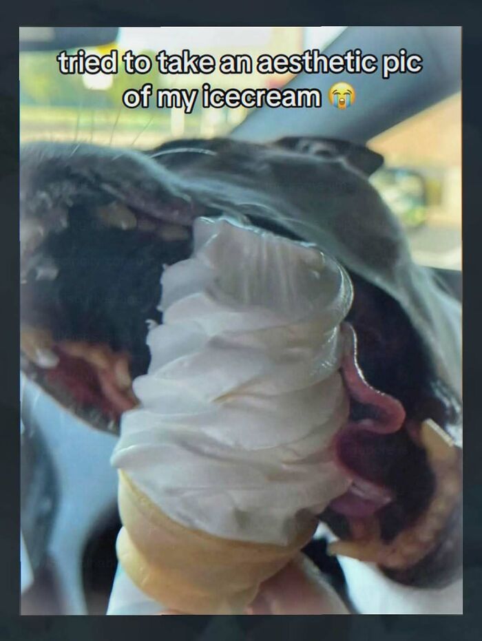 A dog attempting to eat an ice cream cone, creating a funny and Unhinged Pic of a failed aesthetic photo.