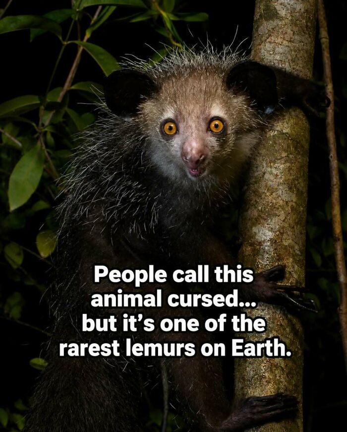 Facts and stories about animals: An Aye-aye, one of the rarest lemurs, clinging to a tree trunk.