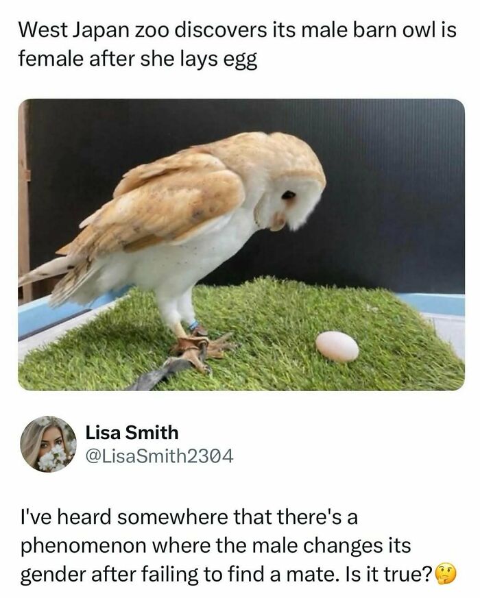 Barn owl at West Japan zoo lays egg revealing gender change