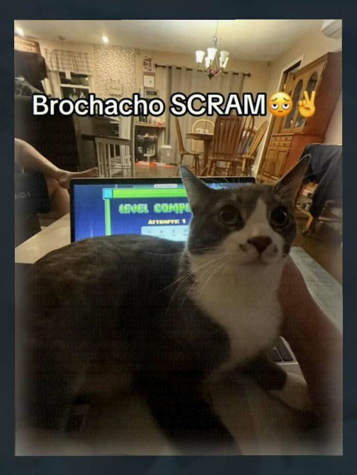 A cat sitting on a person's lap in front of a laptop displaying a game, with the text Chaotic and Unhinged Pics.