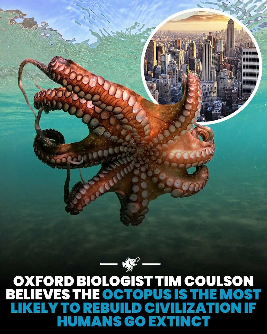 Octopus likely to rebuild civilization if humans go extinct, according to Oxford biologist