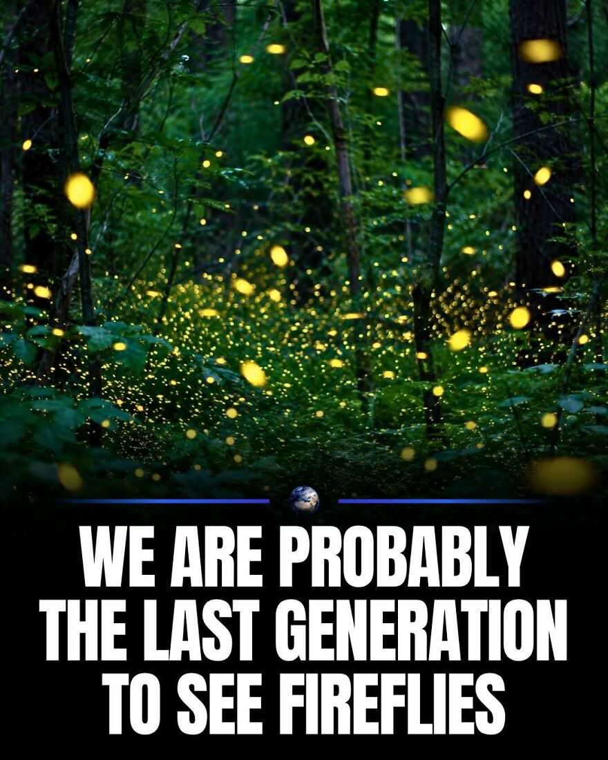 A forest scene filled with glowing fireflies, symbolizing the last generation to see them and reflecting on humanity and our planet.
