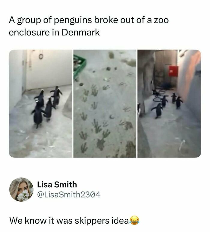 Penguins escaping zoo enclosure in Denmark leaving footprints behind