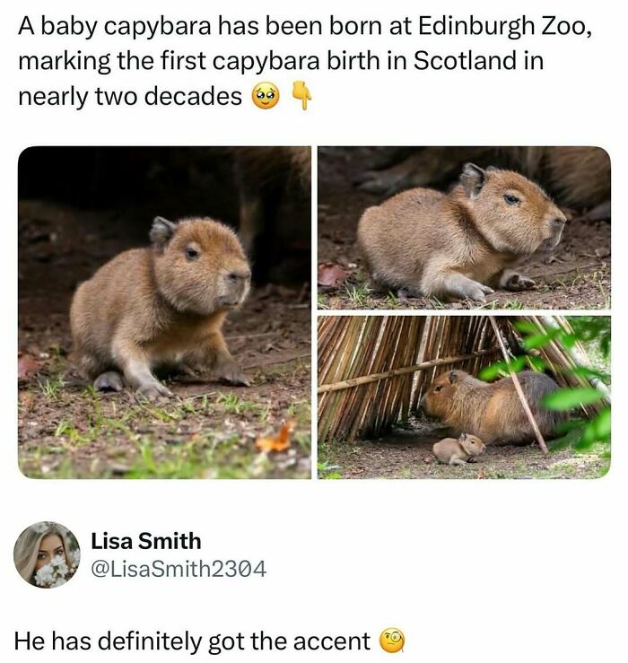 Baby capybara born at Edinburgh Zoo, first birth in Scotland in two decades