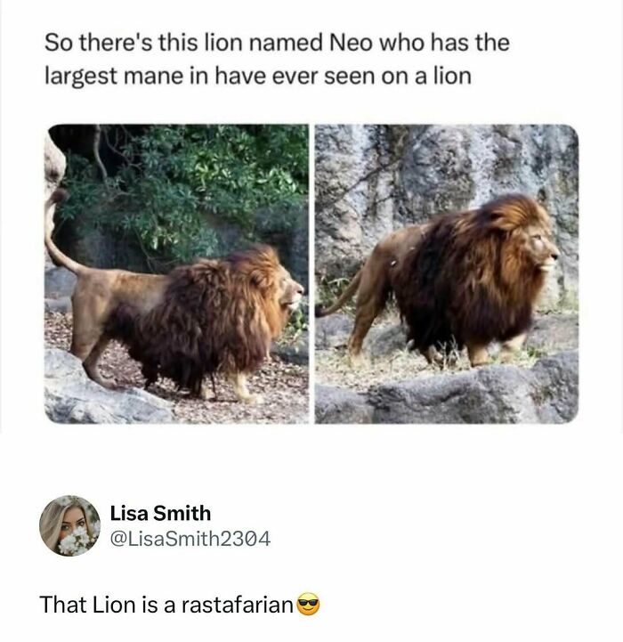 Lion with the largest mane ever seen named Neo