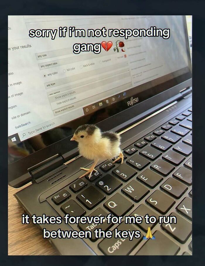 A tiny chick on a laptop keyboard with text about not responding, one of the chaotic and unhinged pics.