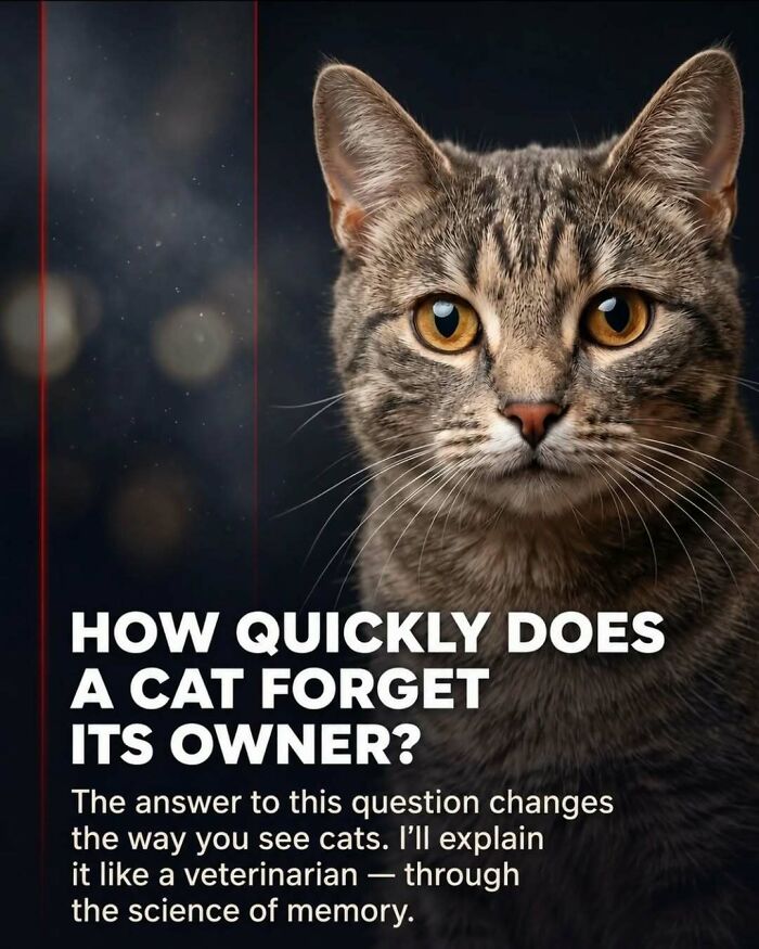 A cat with bright eyes, exploring how animals forget their owners and other surprising facts about animals.