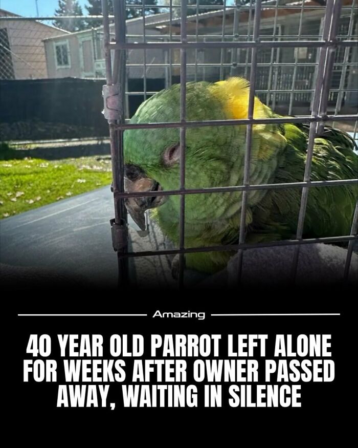 40 Year Old Parrot Left Alone For Weeks After Owner Passed Away, Waiting In Silence