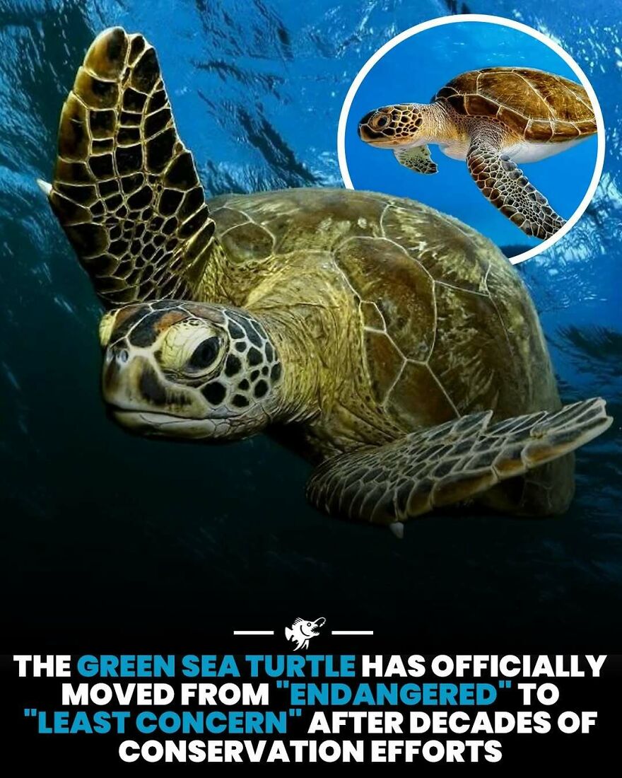 Green sea turtle swims underwater showing conservation success from endangered to least concern status