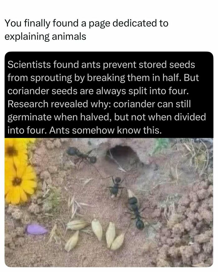 Ants prevent seed sprouting by breaking seeds, shown with ants and coriander seeds