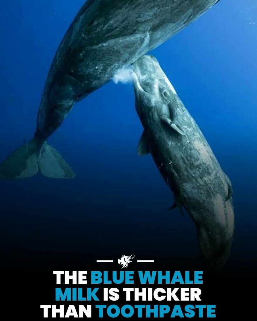 Blue whale calf nursing thick milk underwater