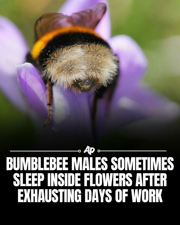 Bumblebee male sleeping inside a flower after exhausting days animal fact
