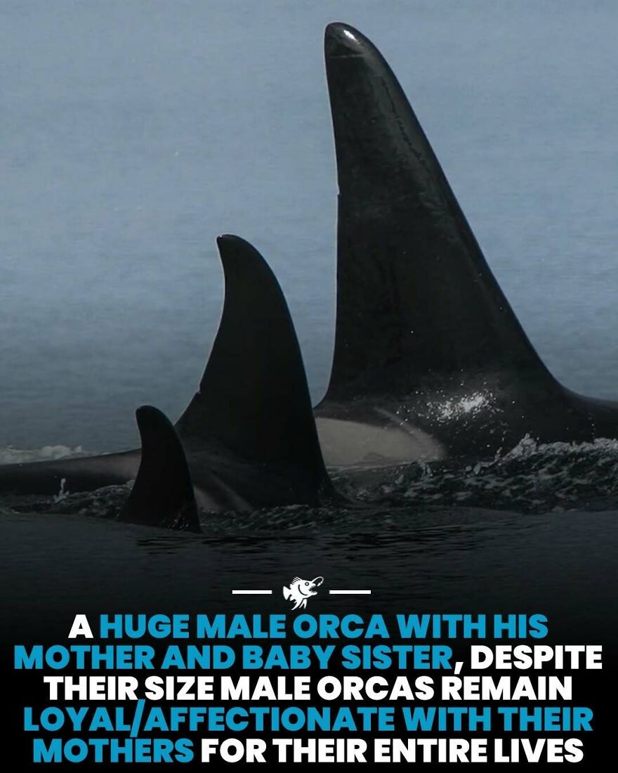 Huge male orca with mother and baby sister showing lifelong loyalty