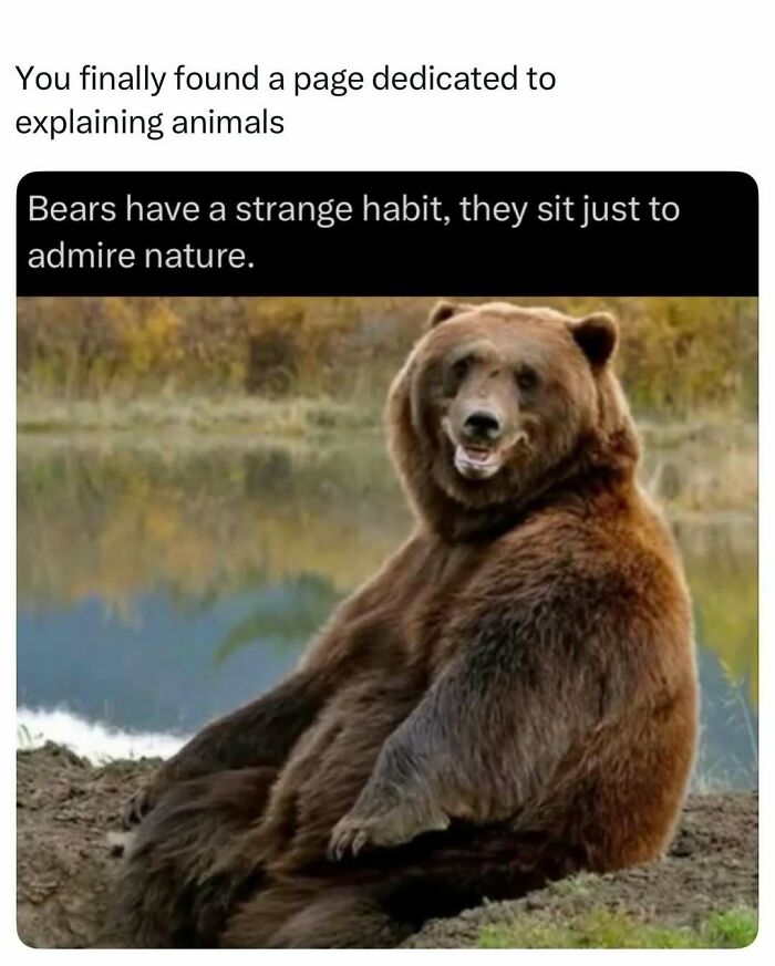 Brown bear sitting to admire nature by a lakeside in a natural habitat